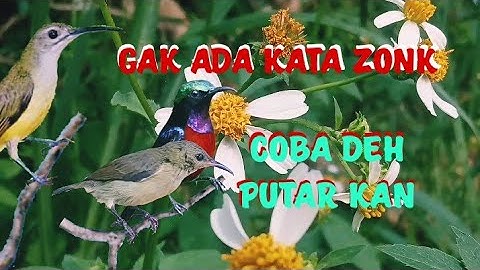 suara pikat burung kolibri ninja dan pijantung ribut