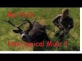 The hunter   first ntnontypical mule buck
