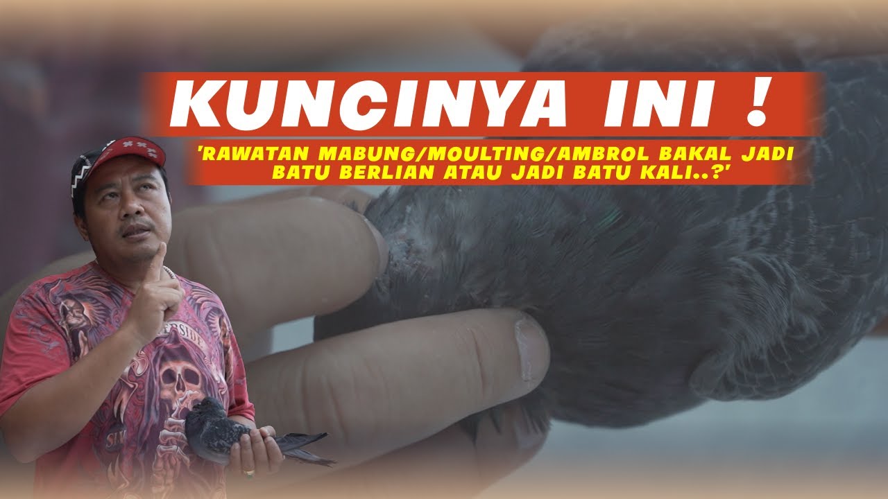 KUNCINYA INI ❗ RAWATAN PALING MENENTUKAN SAAT PROSES MABUNG/MOULTING/AMBROL/LEPAS BULU PADA MERPATI