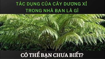 Tác dụng của cây dương xỉ trong nhà bạn là gì, bạn đã biết chưa?