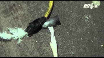 VTC14_Bé trai tử vong do sử dụng điện thoại đang sạc pin