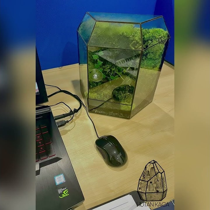 Terrarium by HUTAN KACA