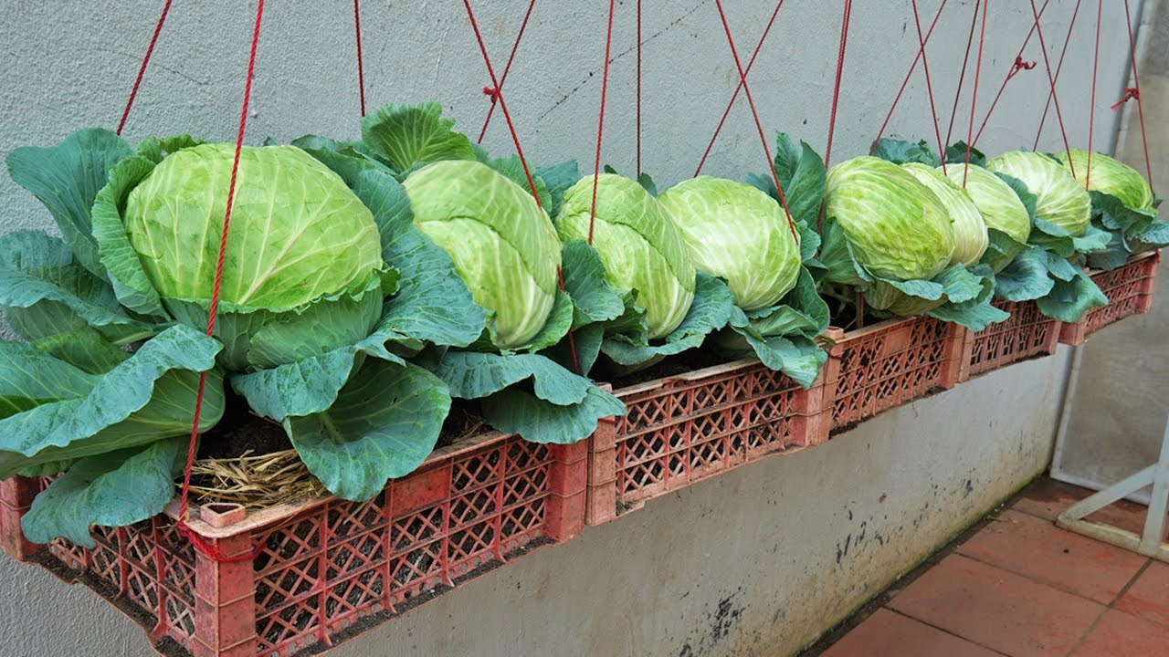 Growing cabbage without a lot of land Simple method but surprisingly