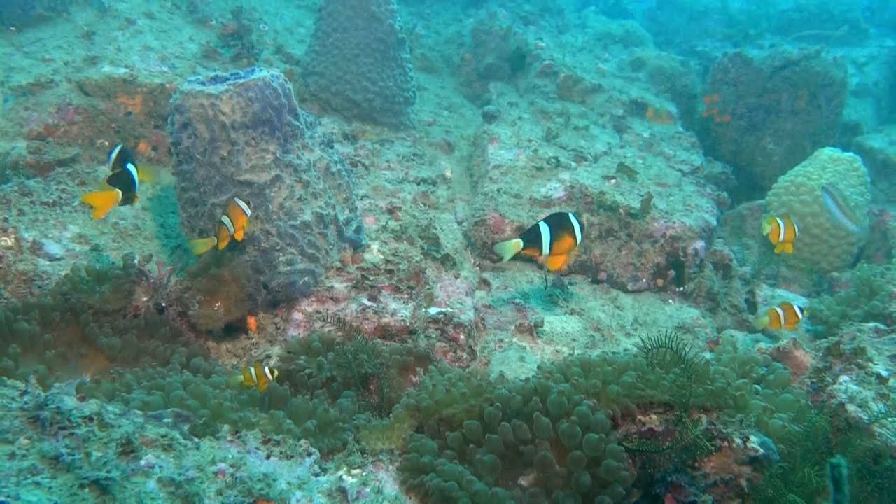 活鮑とれたて！新鮮！佐渡真更川産 活鮑とれたて！新鮮！佐渡真