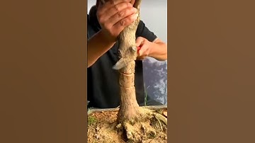 how to bend a bonsai tree…… #viral #satisfying #trending #youtubeshorts #shorts #gardening