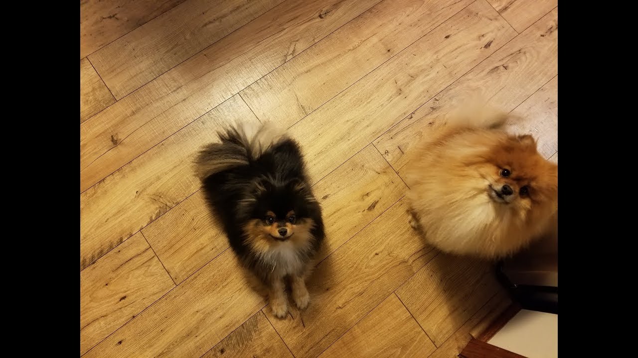 Coming Home To Excited Pomeranians Youtube