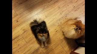 Coming Home to Excited Pomeranians by Louie Van Dogge 18,560 views 6 years ago 52 seconds