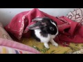 choti my bunny Whatsapp Status Video Download Free