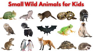 Let’s Learn Small Wild Animals | Animal Names and Sounds for Kids | Fun Learning Facts