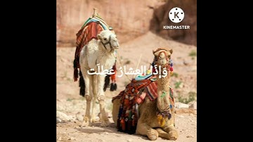 الشيخ رعد الكردي - سورة التكوير #رعد_الكردي #سورة_التكوير #قران #تلاوات