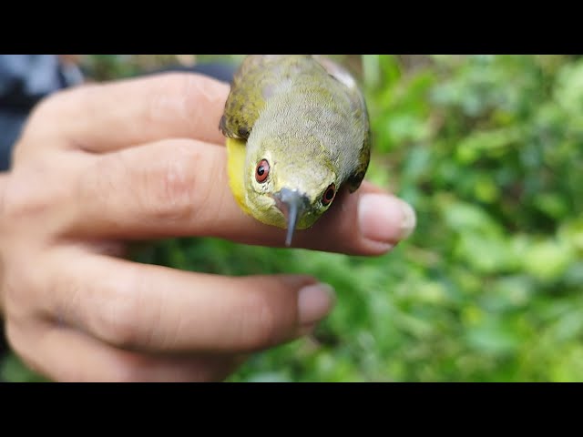 Pikat Burung Di Sore Hari Menggunakan Pulut Super Master Pikat class=