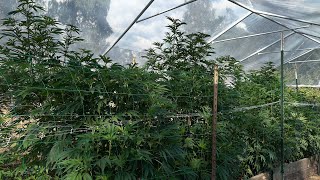 Northern California organic medical  outdoor grow 