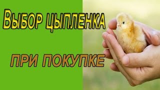 Как выбрать цыпленка. Выбор цыпленка при покупке.