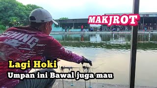 Lagi Hoki !! Hanya Dengan Umpan ini Dapat bawal banyak