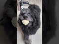 Playtime With Coco Petmom Ytshorts Dogmoments Happydog Playtime With Coco Petmom Ytshorts Dogmoments Happydog