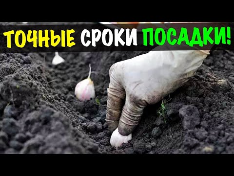 Точные Сроки Посадки Озимого Чеснока в 2022 году! Во всех регионах.