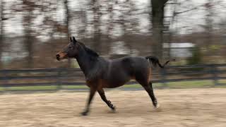 Horse Screaming and Free Running