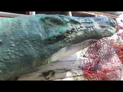 World Record Alligator