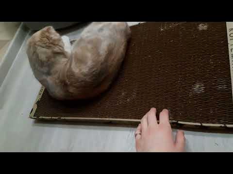 Не только когтеточка, но и любимая лежанка😻 - YouTube