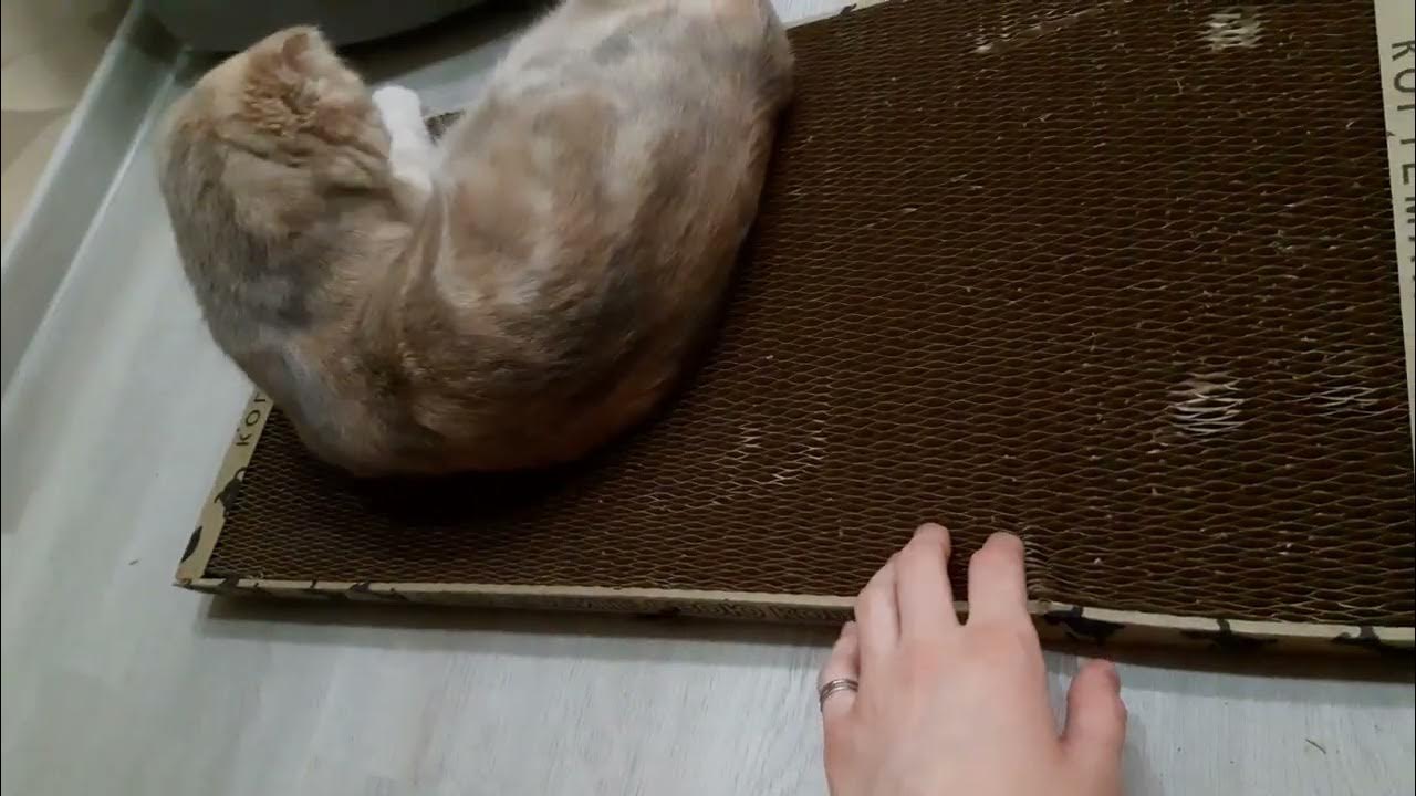 Не только когтеточка, но и любимая лежанка😻 - YouTube