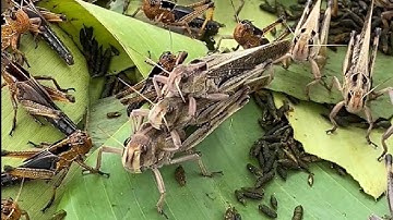 🦗 Grasshopper Care Tips: What You Should Know 🐾 #PetTips #InsectCare
