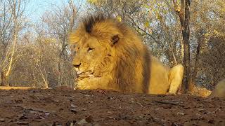 Watch Lions Upclose Victoria Falls Wild Hub In Zimbabwe
