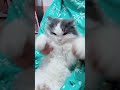 Minggunya dirumah kan? #kucingtiktok #kucingkusayang #kucingkucingtiktok #kucingkucingtiktok