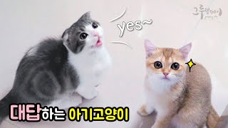 a cat answering a person's words