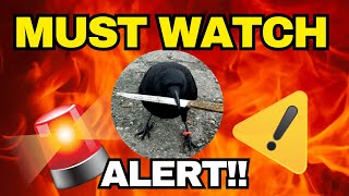 Crow With Knife Caw Still Good Buy Right Now?