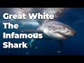 The great white sharks of australia full underwater documentary 