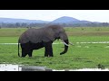 Elefante Africano en Amboseli