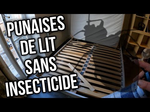 Punaises de lit chez Antoine : le traitement 100% bio en vidéo