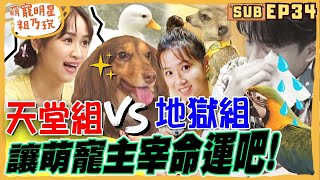 [SUB] EP34 天堂還是地獄讓寵物決定你的一天Sandy 鄭元暢 方志友 誰是地獄倒楣鬼【 萌寵明星粗乃玩 】@haveapetday 鄭元暢 方志友