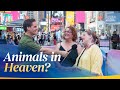 Animals in Heaven?