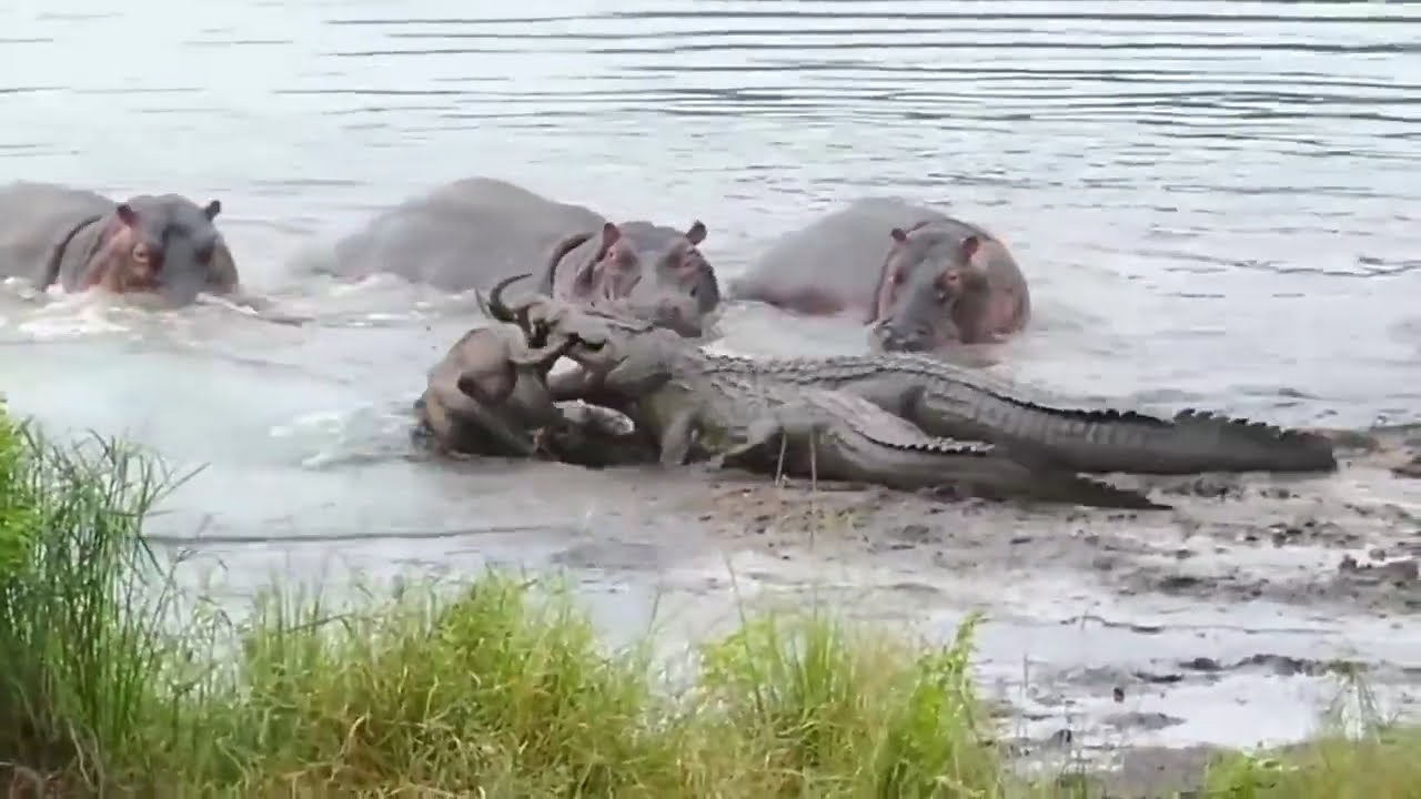 30 TIMES ANIMALS MESSED WITH THE WRONG OPPONENT