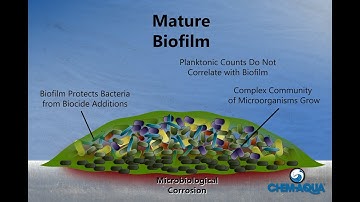 How Biofilms Form