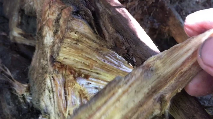 Collecting fatwood from old pine stumps and tree r...