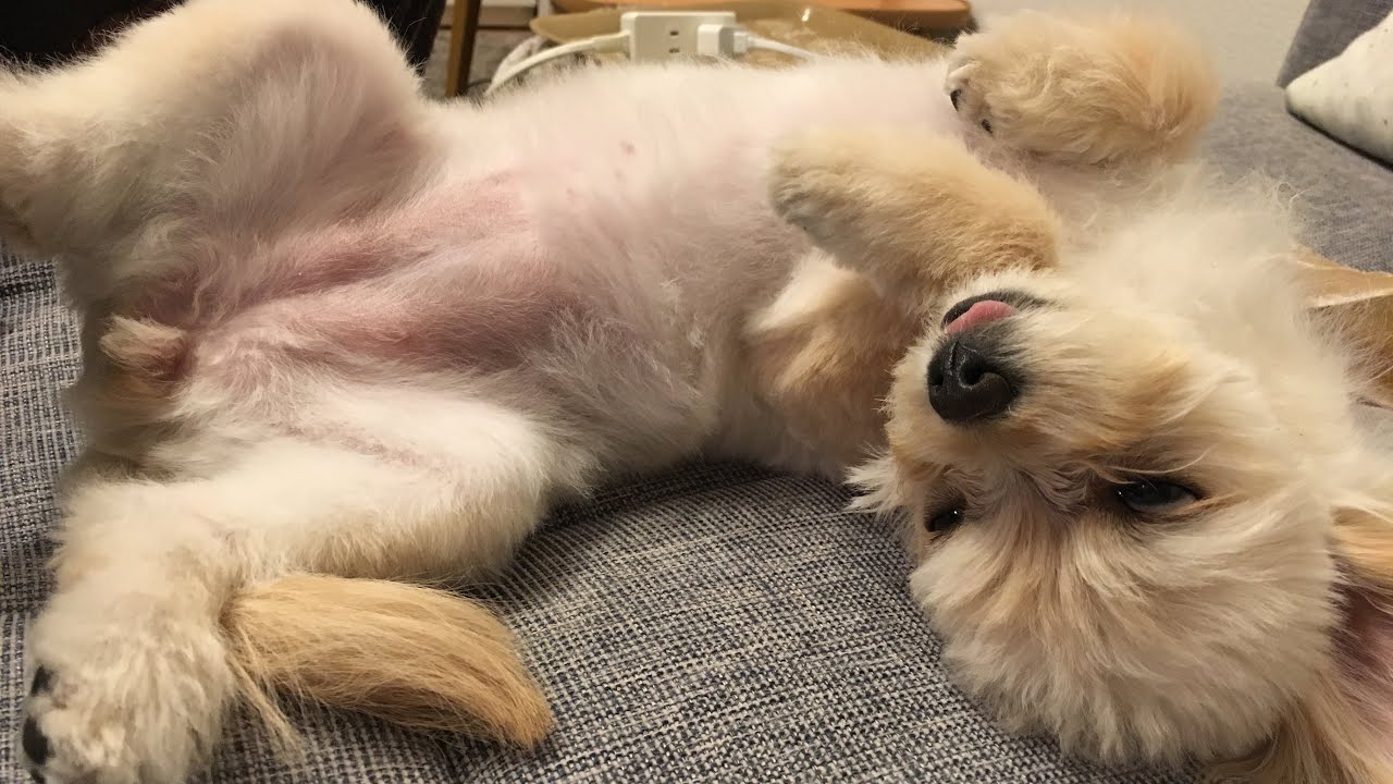 寝顔がブサイクすぎる子犬のチワプー Chihuahua Poodle Mix Dog Chihuapoo Youtube