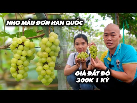 THĂM VƯỜN NHO MẪU ĐƠN HÀN QUỐC LẦN ĐẦU CÓ TẠI VIỆT NAM 300K 1KG | CUỘC SỐNG NÔNG DÂN