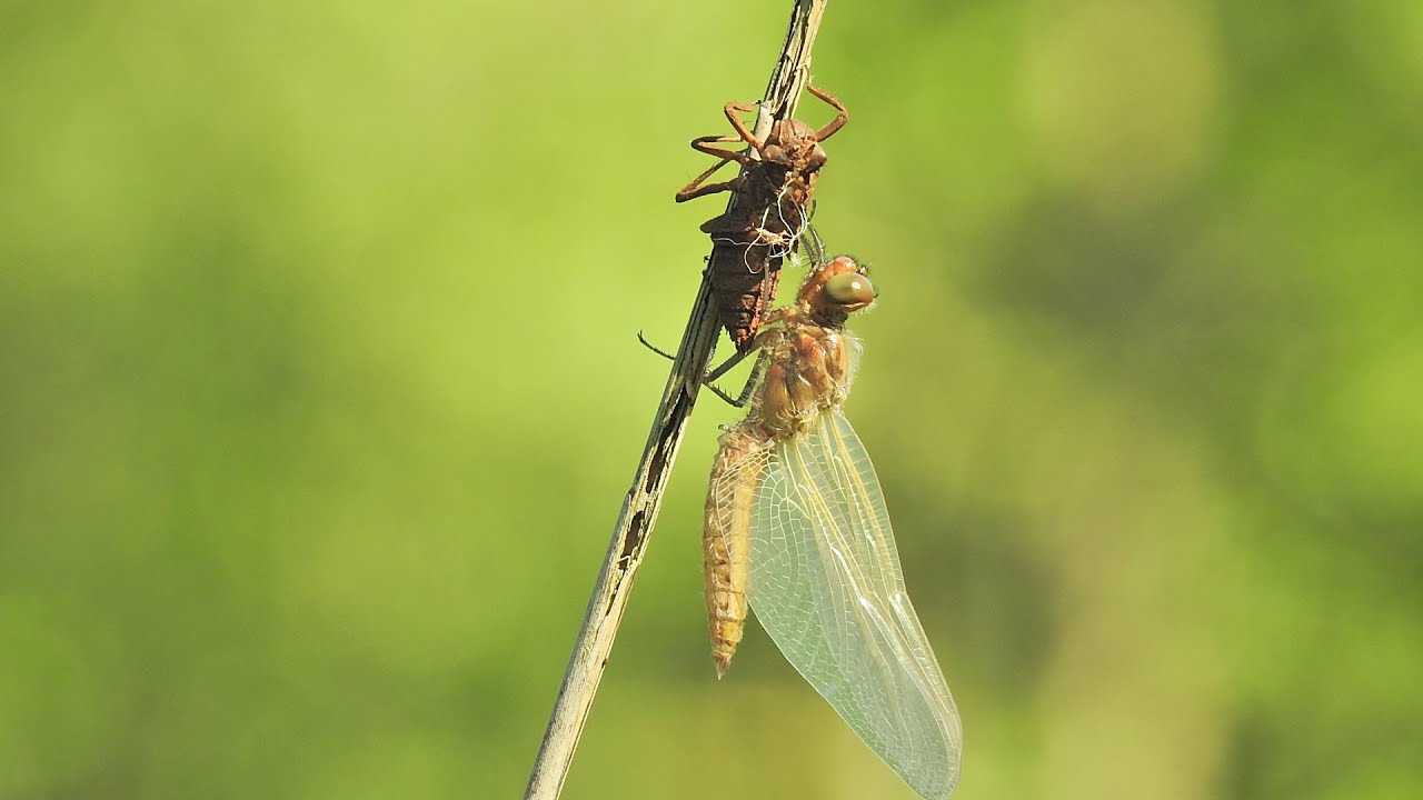 Het uitsluipen van Platbuiklibel / The birth of dragonfly.