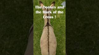 The Donkey and the Mark of the Cross | A Biblical Symbol of Humility The Donkey and the Mark of the Cross | A Biblical Symbol of Humility
