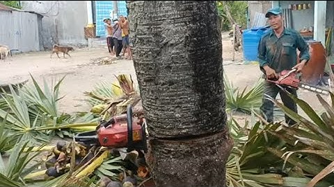 Cưa cây thốt nốt, Gần nhà. Ở xã ô lâm. cưa cây kỹ thuật cao