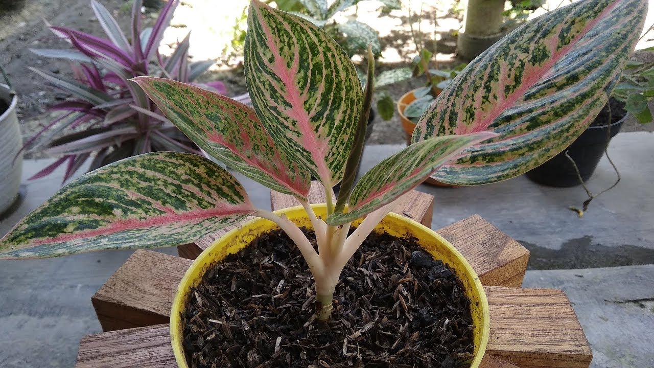 My Aglaonema Collection [Update] - The Queen of Leaves 2019
