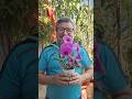 COMO FAZER SUAS ORQUÍDEAS VOLTAR A FLORIR: MAXXI ORQUÍDEAS FLORAÇÃO #fertilizante #adubo #flowers