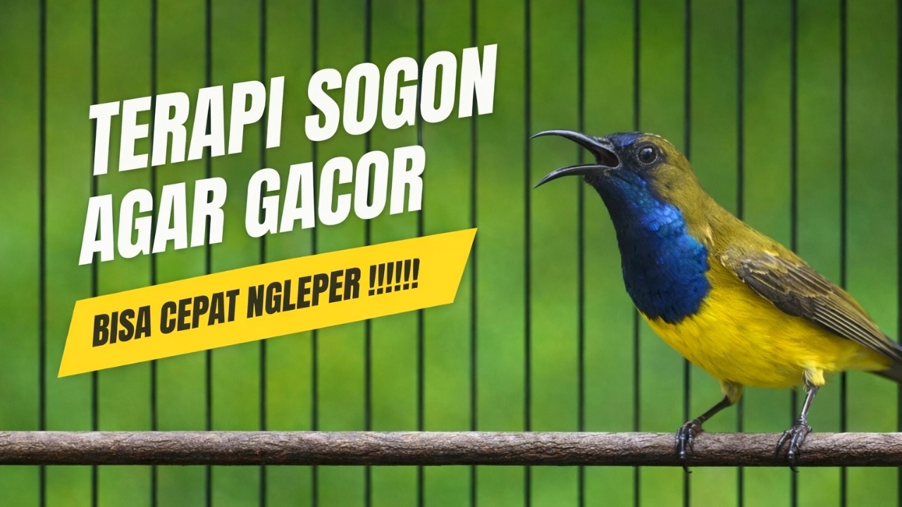TERAPI SOGON BIAR GACOR, JAMINAN LANGSUNG NGLEPER NGLEPER, SOGON GACOR NGLEPER