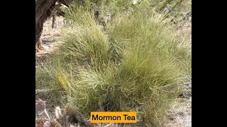Wild Plants in the Garden - Mormon Tea (Ephedra viridis & others)