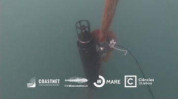 New Hydrophones Installed in the Tagus Estuary - CoastNet