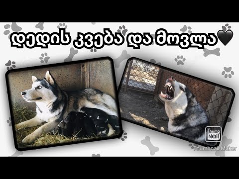 ძაღლის მშობიარობა...დედის კვება და მოვლა