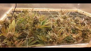 4th of July Update DojoSeedCo