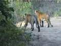 Tiger Cubs Ranthambhore India